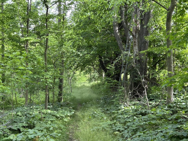 1687 Dimmers Rd, Reading, MI 49274 - view of wooded area