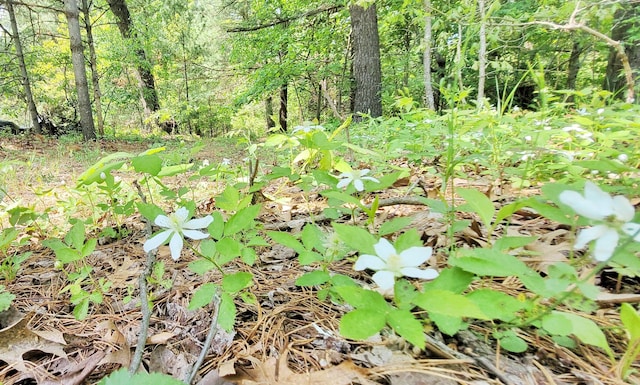 5350 E Crystal Lake Rd, Holton, MI 49425 - view of undeveloped land