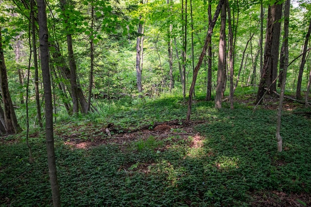 5125 S 148th Ave, Hesperia, MI 49421 - view of wooded area