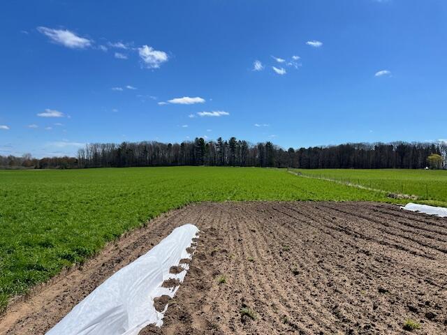 5195 Chief Rd, Brethren, MI 49619 - view of green lawn featuring a rural view