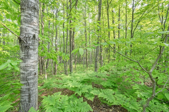 22251 210th Ave, Tustin, MI 49688 - view of tree filled area