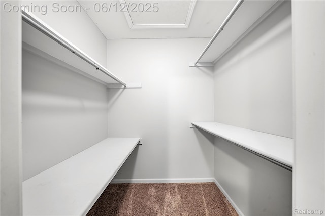 8487 Sherwood Dr, Grosse Ile, MI 48138 - walk in closet featuring carpet flooring and attic access