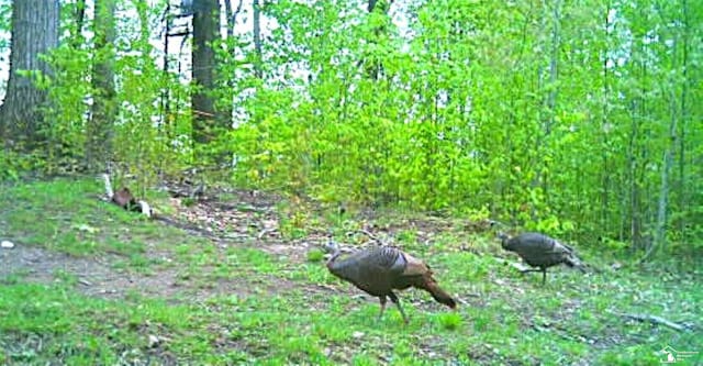 4340 Foothill Dr, Barton City, MI 48705 - view of nature