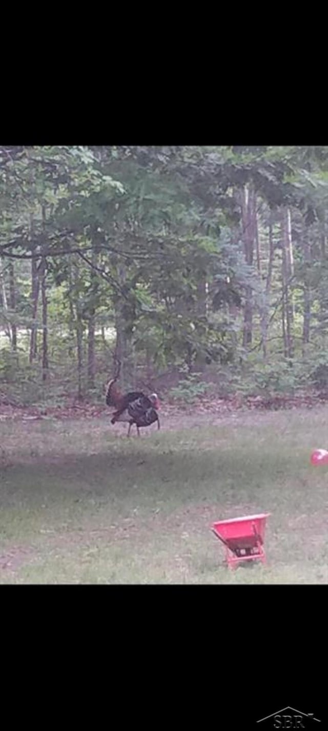 3251 W Dana Rd, Coleman, MI 48618 - view of yard