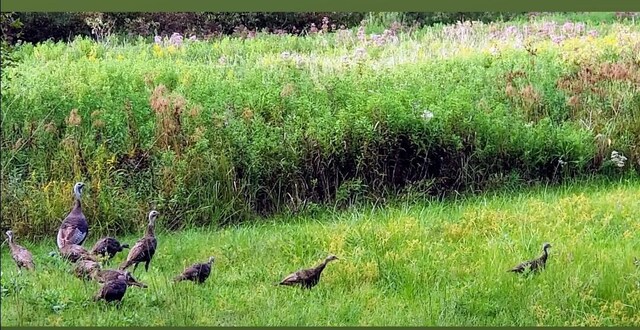 30170 Beeson St, Dowagiac, MI 49047 - view of nature