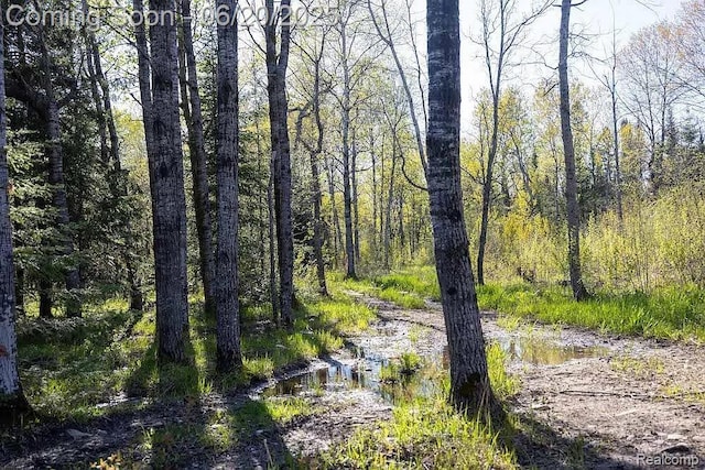 18031 State Highway M28, Newberry, MI 49868 - view of wooded area