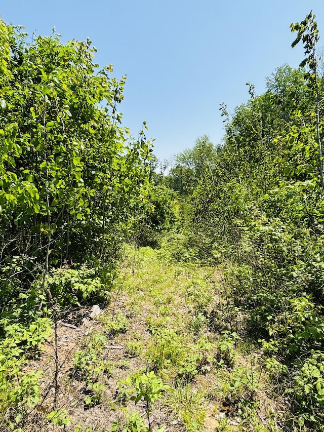 21794 30th Ave, Barryton, MI 49305 - view of wooded area