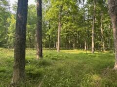 8114 E 72nd St # 2, Newaygo, MI 49337 - view of undeveloped land