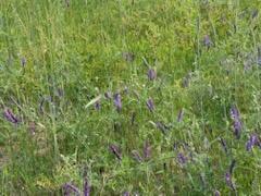 8114 E 72nd St # 2, Newaygo, MI 49337 - view of nature