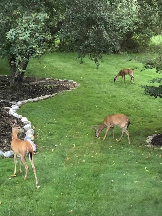 5653 Powder Horn Dr, West Bloomfield, MI 48322 - view of yard