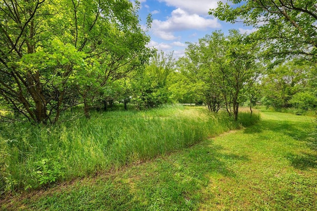 66291 M-62, Edwardsburg, MI 49112 - view of tree filled area