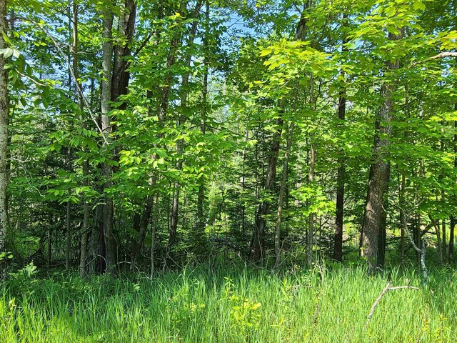 1281 W Trask Lake Rd, Oscoda, MI 48705