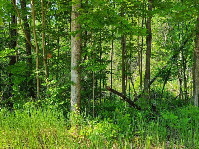 1281 W Trask Lake Rd, Oscoda, MI 48705