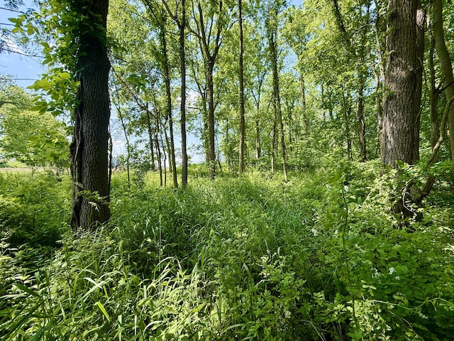 16130 Addison Rd, Addison, MI 49220 - view of local wilderness