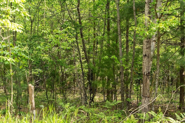 6038 SW Maple Hill Rd, Fife Lake, MI 49633 - view of woods