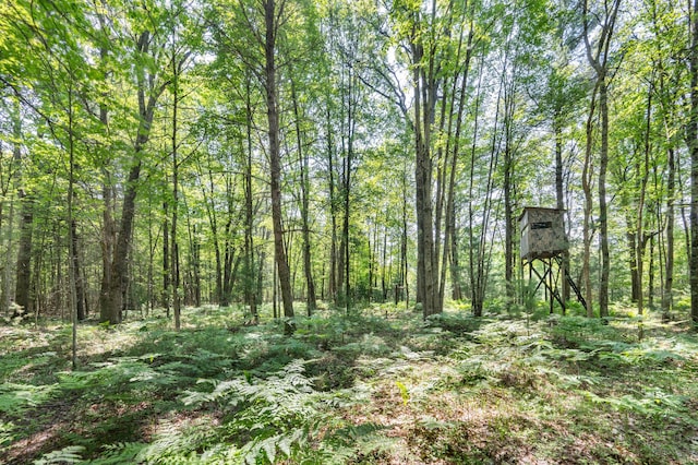 283 W 16th St, Baldwin, MI 49304 - view of wooded area