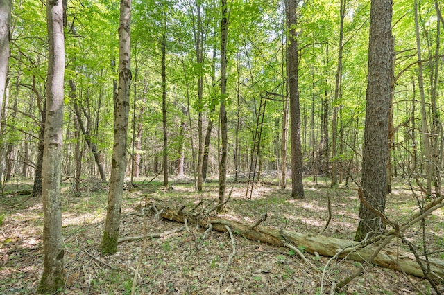 283 W 16th St, Baldwin, MI 49304 - view of woods