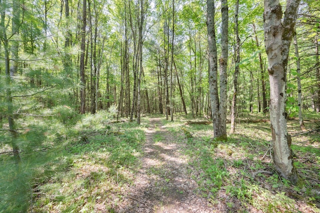 283 W 16th St, Baldwin, MI 49304 - view of wooded area