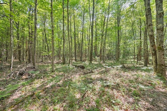 283 W 16th St, Baldwin, MI 49304 - view of woods