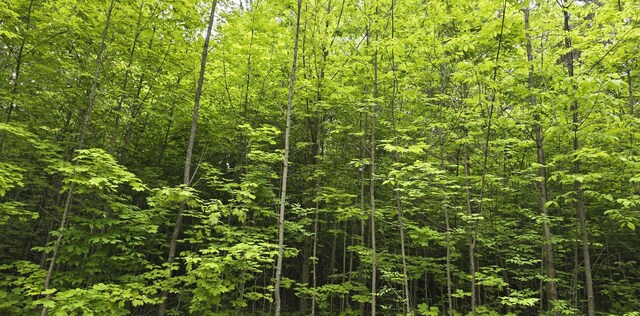 LOT1 Hagni Rd, Kalkaska, MI 49646 - photo 3
