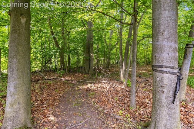 23736 Point O Woods Ct, South Lyon, MI 48178 - view of wooded area