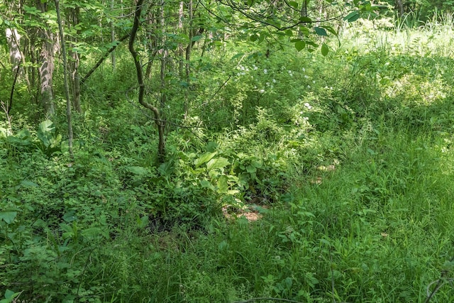 10229 N 22nd St, Plainwell, MI 49080 - view of tree filled area