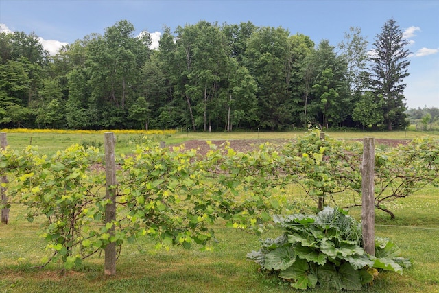 21576 220th Ave, Tustin, MI 49688 - view of yard featuring a view of trees