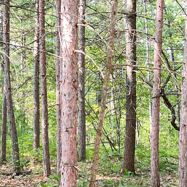 6539 Mattis Dr, Glennie, MI 48737 - view of woods
