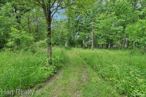 1191 W Frenchline Rd, Sandusky, MI 48471 - view of woods