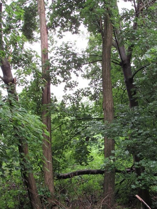 23786 Pokagon Hwy, Cassopolis, MI 49031 - view of tree filled area