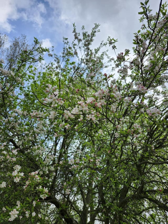 57993 Oak Park Rd, Three Rivers, MI 49093 - view of undeveloped land
