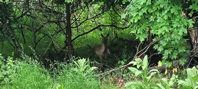 8867 W Garfield Rd, Shelby, MI 49455 - view of nature