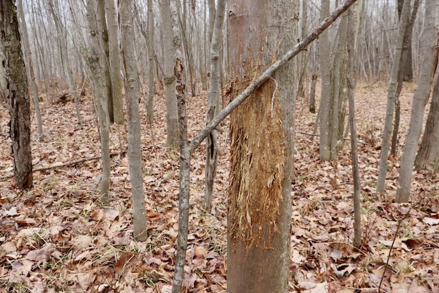 11048 Wilson Rd, Marion, MI 49665 - view of nature