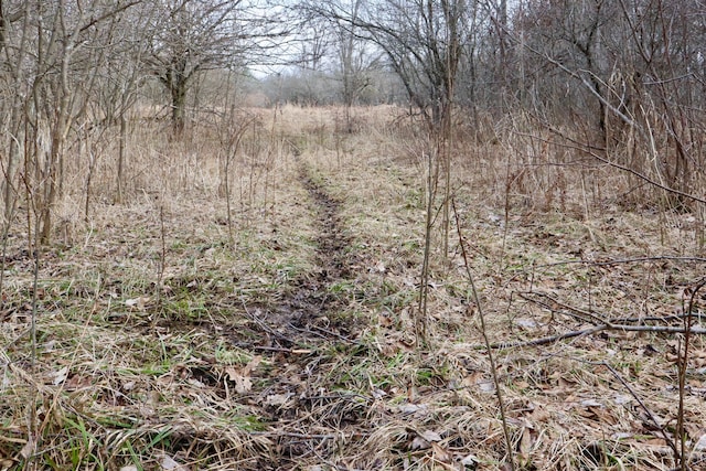 11048 Wilson Rd, Marion, MI 49665 - view of undeveloped land