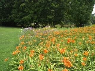 1769 Maple Ln, Benton Harbor, MI 49022 - view of grassy yard