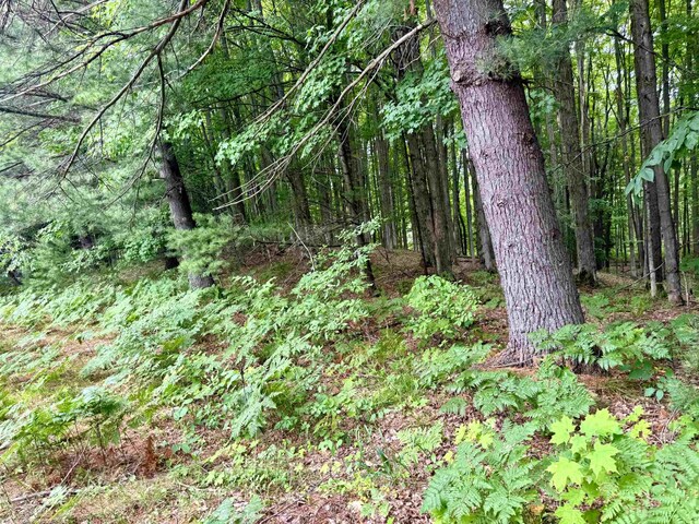7864 SW Hudson Rd, Fife Lake, MI 49633
