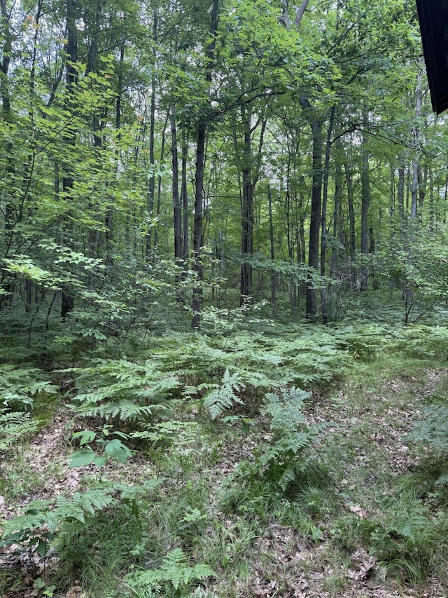 23266 Hayes Rd, Big Rapids, MI 49307 - view of woods