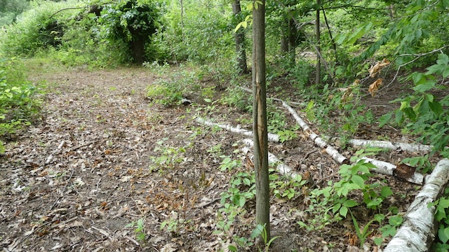 1684 W W County Line Rd, Sand Lake, MI 49343 - view of undeveloped land