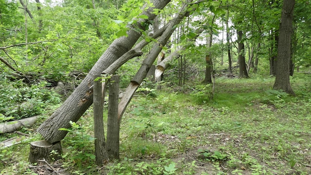 1684 W W County Line Rd, Sand Lake, MI 49343 - view of tree filled area