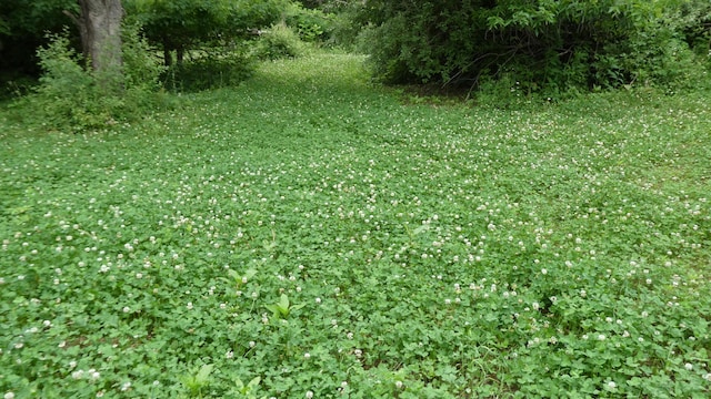 1684 W W County Line Rd, Sand Lake, MI 49343 - view of local wilderness