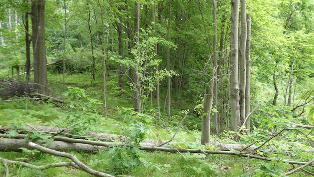 1684 W W County Line Rd, Sand Lake, MI 49343 - view of woods