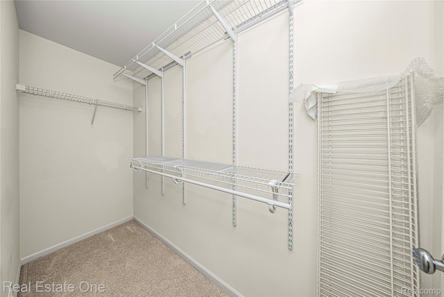 480 Hosta, Howell, MI 48843 - walk in closet with carpet flooring