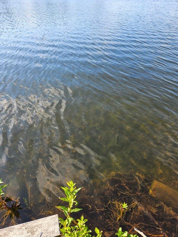 6325 Big Bay Rd, Bear Lake, MI 49614 - water view