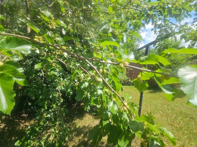 1308 W Broadway, Mount Pleasant, MI 48858 - view of nature