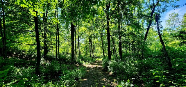 4433 Elm St, New Era, MI 49446 - view of tree filled area