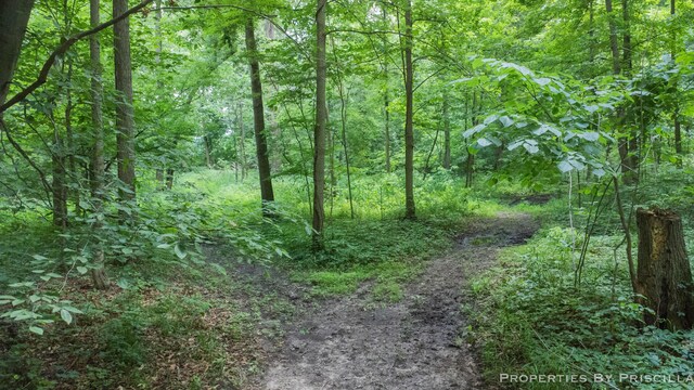 9265 Mulliken Rd, Mulliken, MI 48861 - view of wooded area
