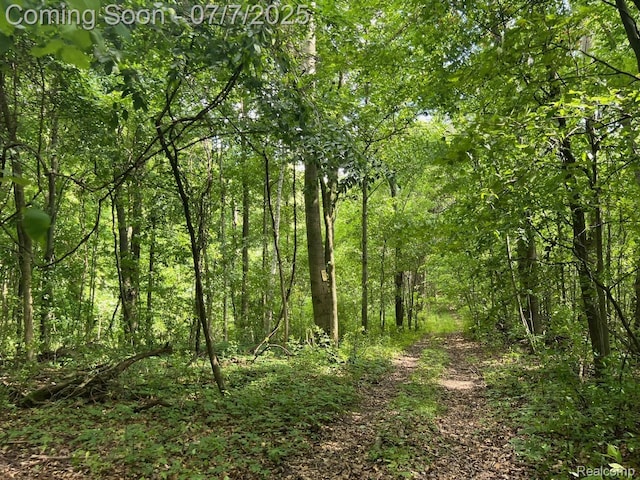3500 Schlaud Rd, North Branch, MI 48461 - view of woods
