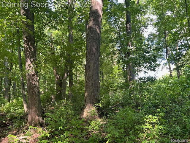 3500 Schlaud Rd, North Branch, MI 48461 - view of wooded area