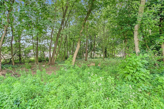 240 Stillwell Ave, Michigan Center, MI 49254 - view of local wilderness