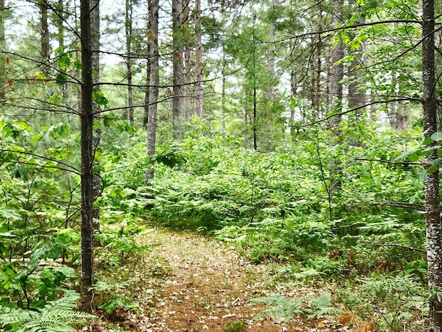 241 Dale St, Grayling, MI 49738 - view of tree filled area
